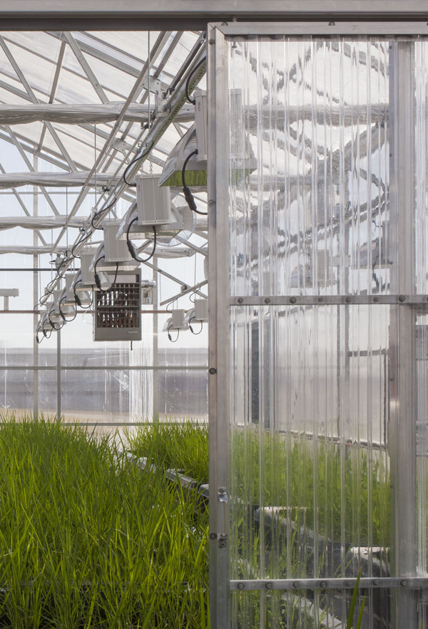 ExpressTec greenhouse grows rice plants under controlled conditions
